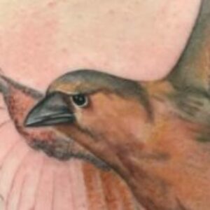 Profile photo of dotarvi
