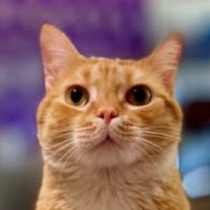 Profile photo of rolanbleu