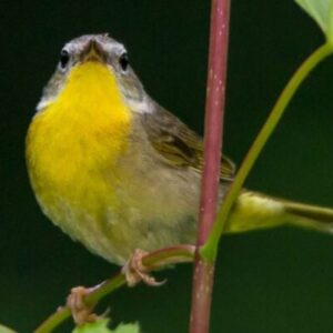 Profile photo of Seth