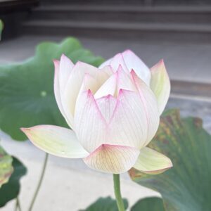 Profile photo of maxridefan