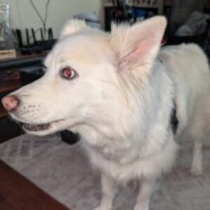 Profile photo of Absion