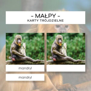 Małpy - karty trójdzielne 20 szt.