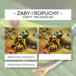 Żaby i ropuchy - karty trójdzielne 24 szt.