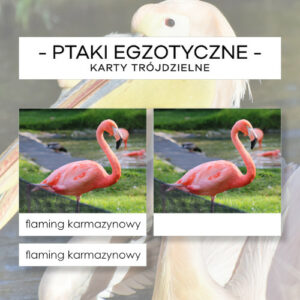 Ptaki egzotyczne- karty trójdzielne 20 szt.
