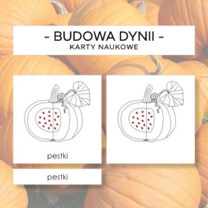 Budowa dyni - karty naukowe 8 szt.
