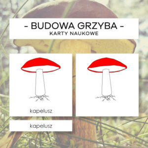 Budowa grzyba z rurkami - karty naukowe 6 szt.