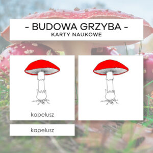 Budowa grzyba z blaszkami - karty naukowe 8 szt.