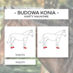 Budowa konia - karty naukowe 11 szt.