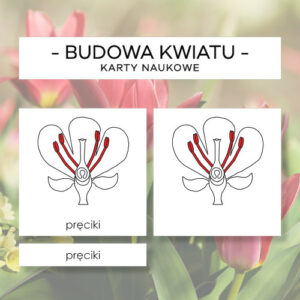 Budowa kwiatu - karty naukowe 13 szt.