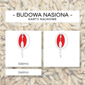 Budowa nasiona bielmowego - karty naukowe 6 szt.