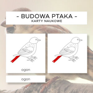 Budowa ptaka - karty naukowe 8 szt.