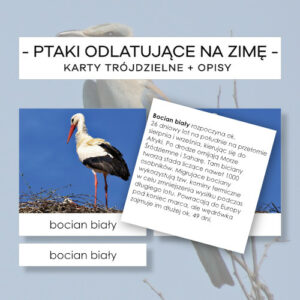 Ptaki odlatujące na zimę i przylatujące na wiosnę - karty trójdzielne 15 szt. + opisy