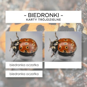 Biedronki - karty trójdzielne 10 szt.