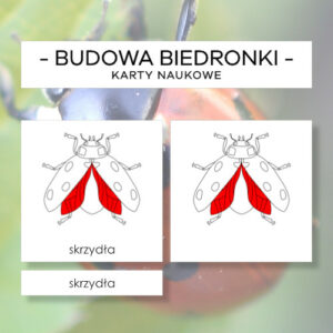 Budowa biedronki - karty naukowe 12 szt.
