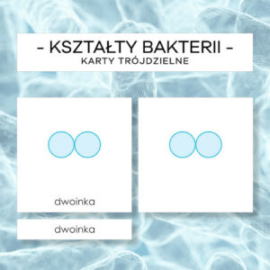 Kształty bakterii - karty trójdzielne 13 szt.