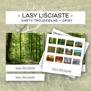 Biomy - lasy liściaste strefy umiarkowanej - karty trójdzielne 37 szt. + opisy