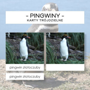 Pingwiny - karty trójdzielne 15 szt.