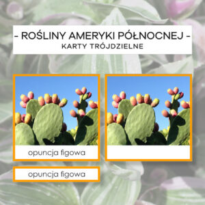 Rośliny Ameryki Północnej - karty trójdzielne 10 szt.