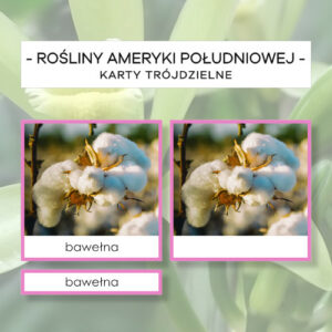 Rośliny Ameryki Południowej - karty trójdzielne 10 szt.