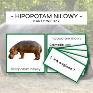 Hipopotam nilowy - karty wiedzy