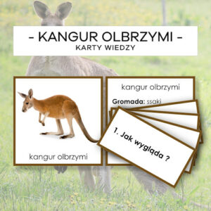 Kangur olbrzymi - karty wiedzy