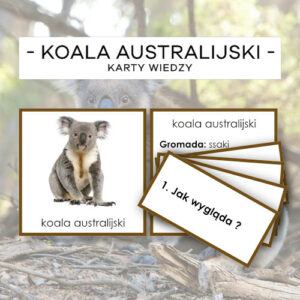 Koala australijski - karty wiedzy