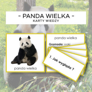 Panda wielka - karty wiedzy