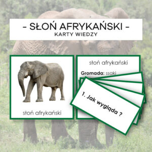 Słoń afrykański - karty wiedzy