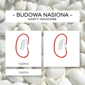 Budowa nasiona bezbielmowego - karty naukowe 9 szt.