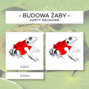 Budowa żaby - karty naukowe 10 szt.