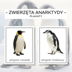 Zwierzęta Antarktydy – plakaty A4