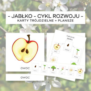 Jabłko – cykl rozwoju – karty trójdzielne 6 szt. + plansze 2 szt.