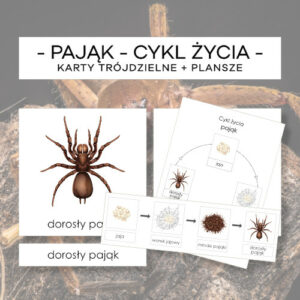 Cykl życia pająka - karty trójdzielne 4 szt. + plansze 2 szt.
