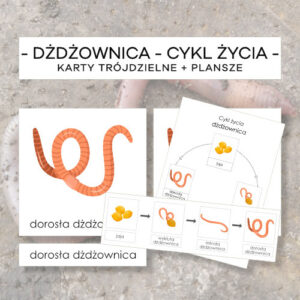 Cykl życia dżdżownicy - karty trójdzielne 4 szt. + plansze 2 szt.
