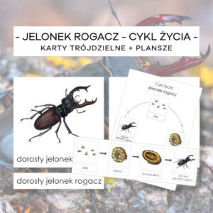Cykl życia jelonka rogacza - karty trójdzielne 4 szt. + plansze 2 szt.