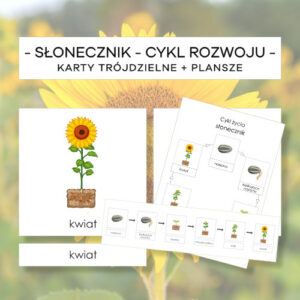 Słonecznik – cykl rozwoju – karty trójdzielne 6 szt. + plansze 2 szt.