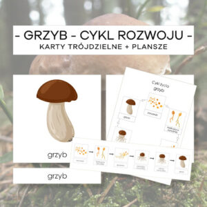Grzyb – cykl rozwoju – karty trójdzielne 6 szt. + plansze 2 szt.