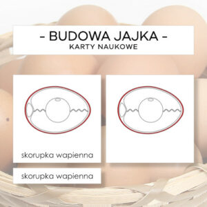 Budowa jajka - karty naukowe 8 szt.