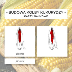 Budowa kolby kukurydzy - karty naukowe 6 szt.