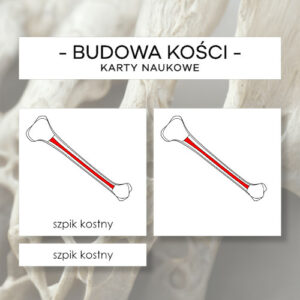 Budowa kości - karty naukowe 8 szt.