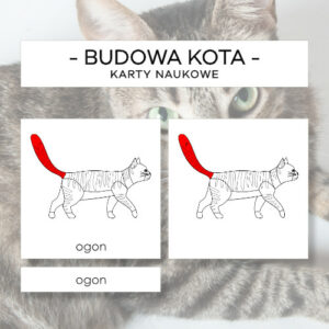 Budowa kota - karty naukowe 14 szt.