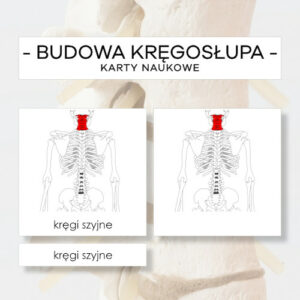 Budowa kręgosłupa - karty naukowe 6 szt.