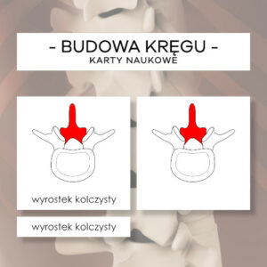 Budowa kręgu - karty naukowe 6 szt.