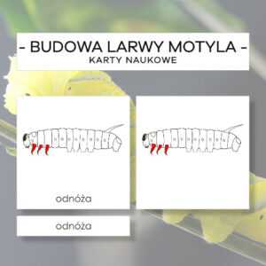 Budowa larwy motyla - karty naukowe 14 szt.
