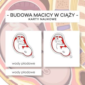 Budowa macicy w ciąży - karty naukowe 8 szt.