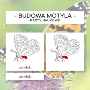 Budowa motyla - karty naukowe 11 szt.