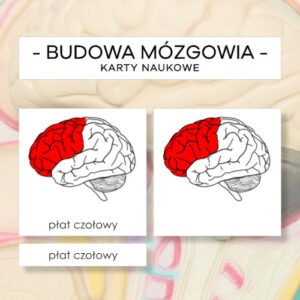 Budowa mózgowia - karty naukowe 7 szt.