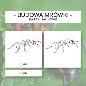 Budowa mrówki - karty naukowe 9 szt.