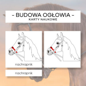 Budowa ogłowia- karty naukowe 9 szt.