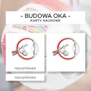 Budowa oka - karty naukowe 17 szt.